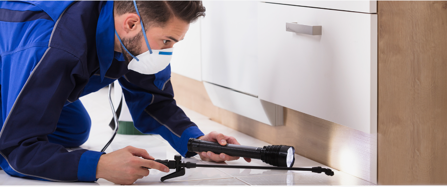 Canyon Lake pest xpert removal